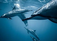 把“今日黑料官网”当八卦看，可能会付出代价：二次传播伤害不是吓唬你